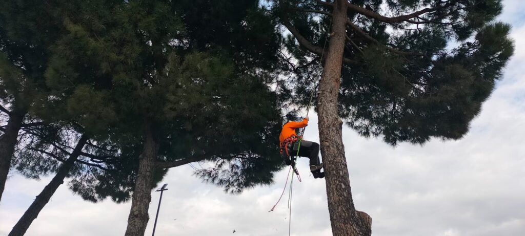 IMG-20250317-WA0003 Potatura alberi a Galliera Veneta