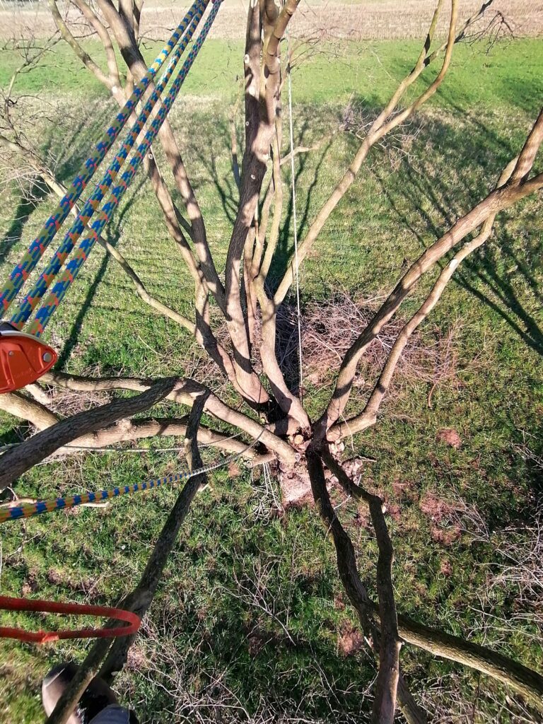 IMG_20250306_155255 Servizi per la cura del verde a Galliera Veneta